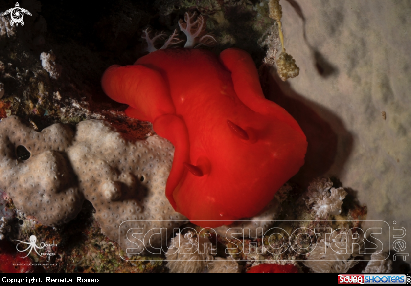 A Spanish dancer