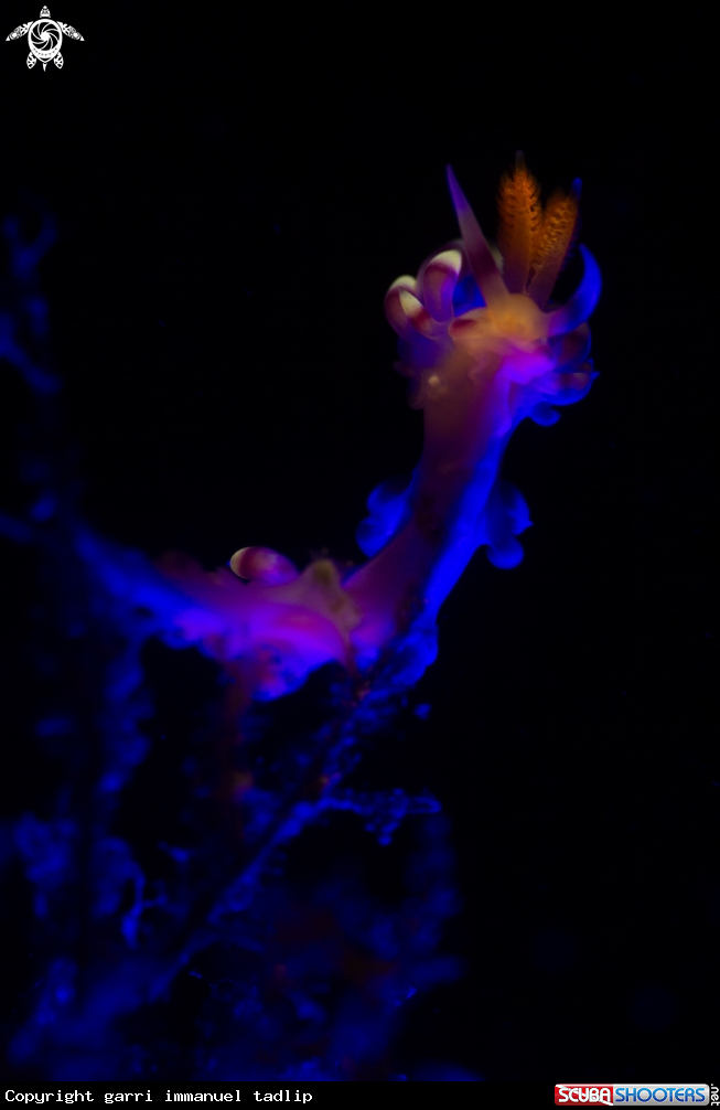 A Nudibanch