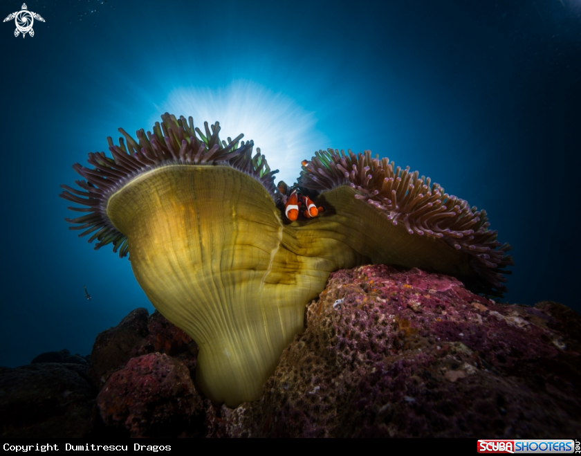 A Clownfish