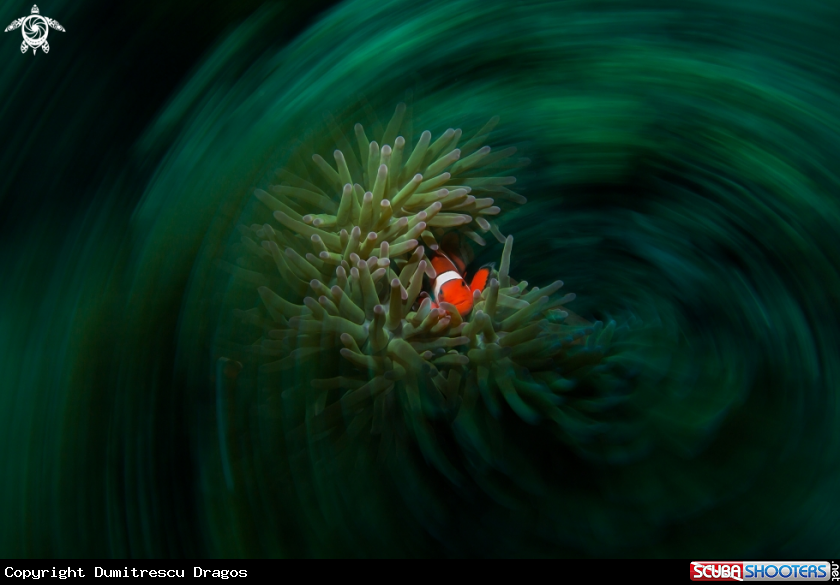 A Clownfish