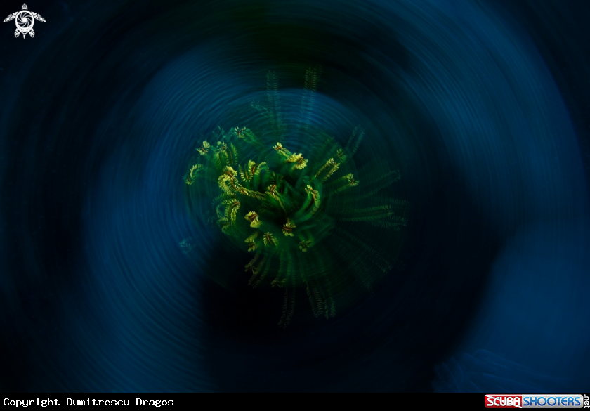 A Feather star fish