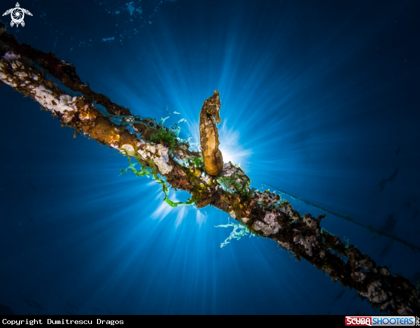 A Seahorse