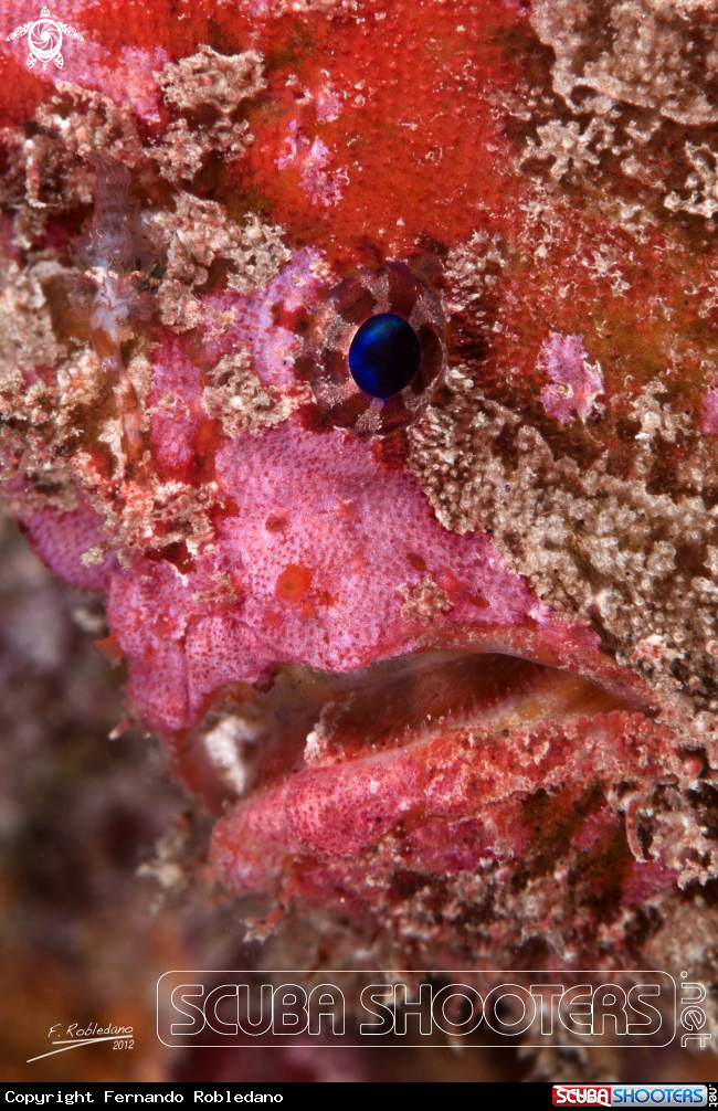 A Frogfish