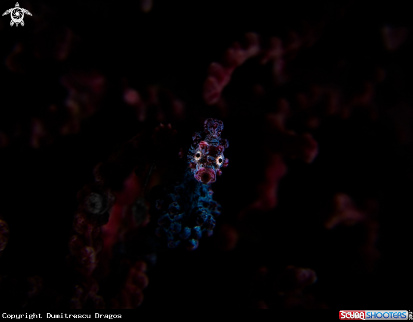A Pygmy Seahorse