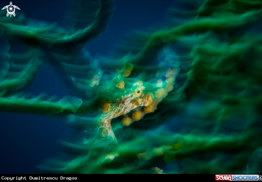 A Pygmy Seahorse