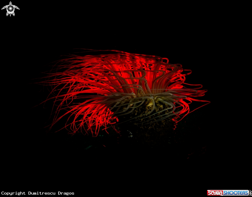 A Tube Anemone