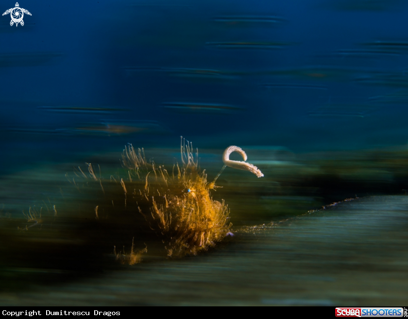 A Hairy Frogfish Lure