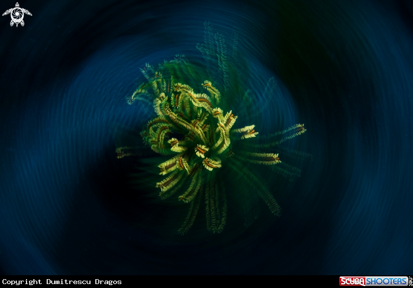 A Feather star fish
