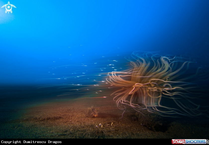 A Tube Anemone