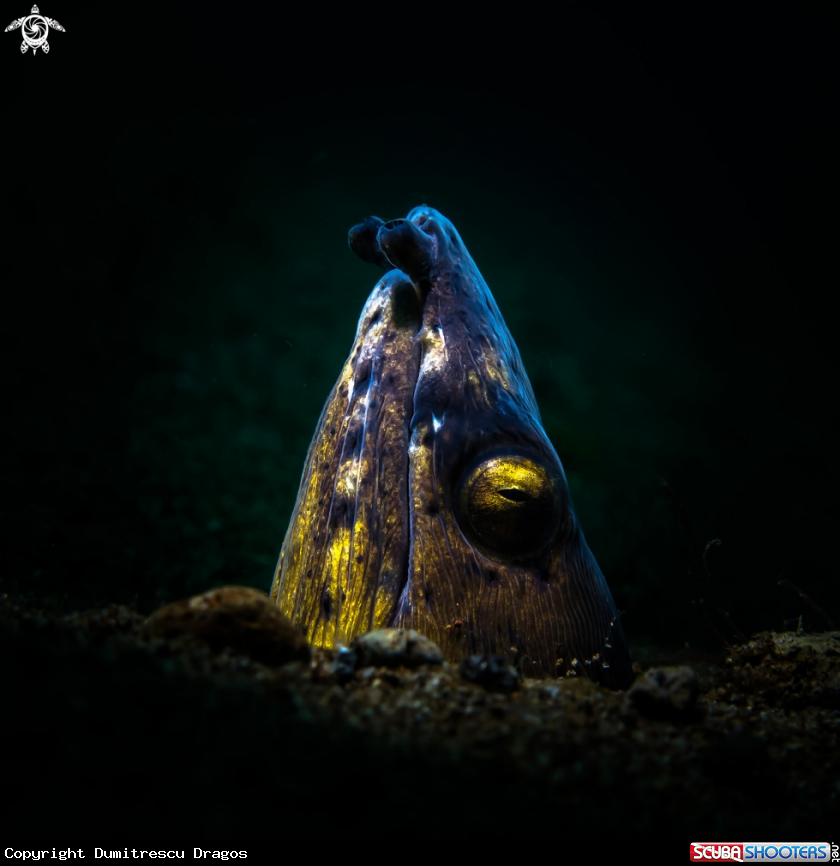 A Snake eel