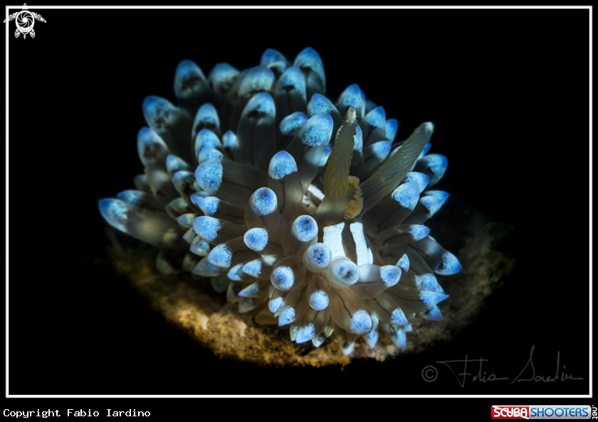 A Janolus cristatus