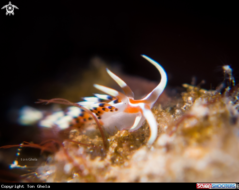 A Nudibranch