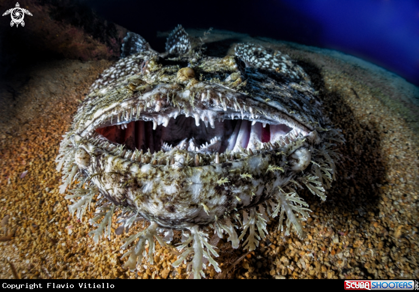 A Rana Pescatrice