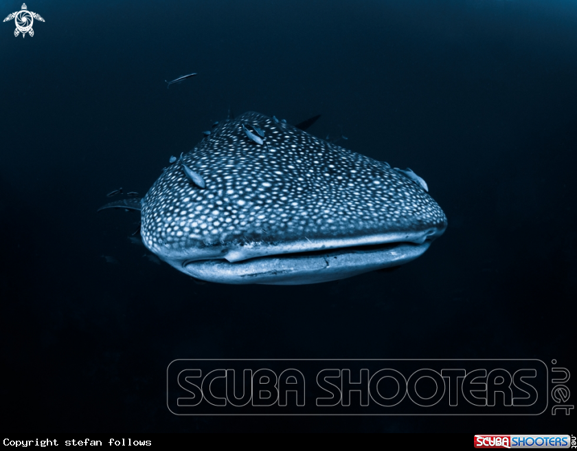 A Whale Shark