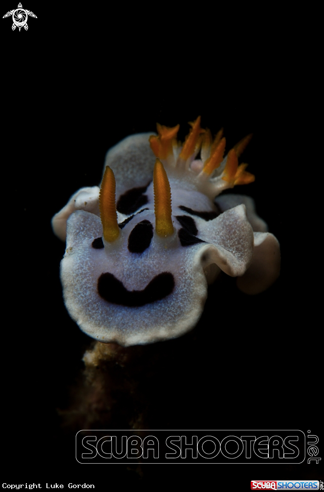 A Nudibranch