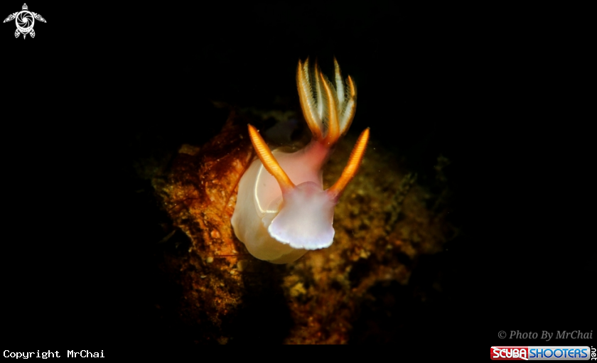 A Nudibranch