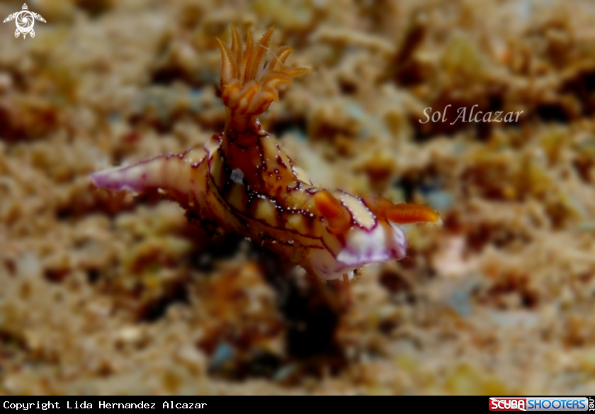 A nudibranch