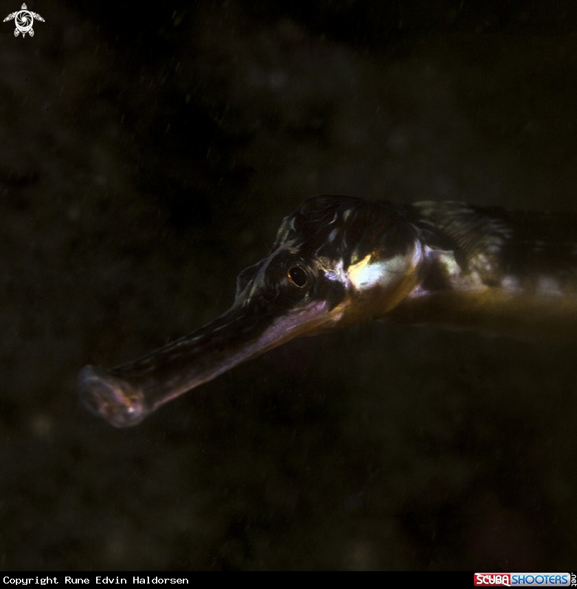 A Greater pipefish