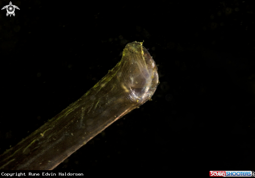 A Greater pipefish