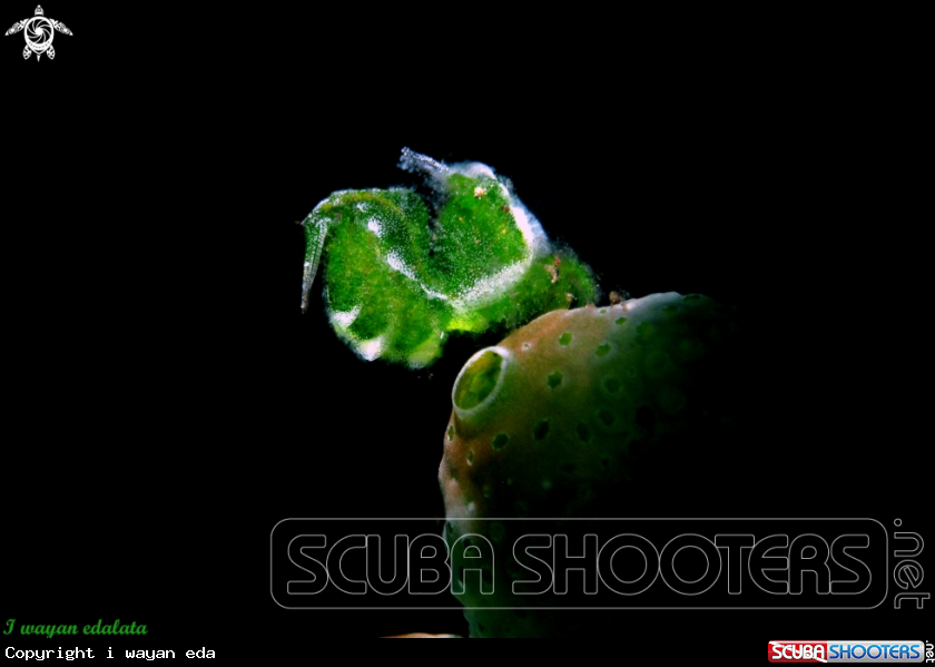 A Algae Shrimp