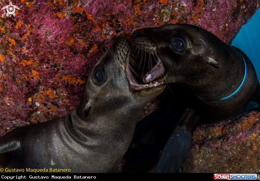A Sea lion