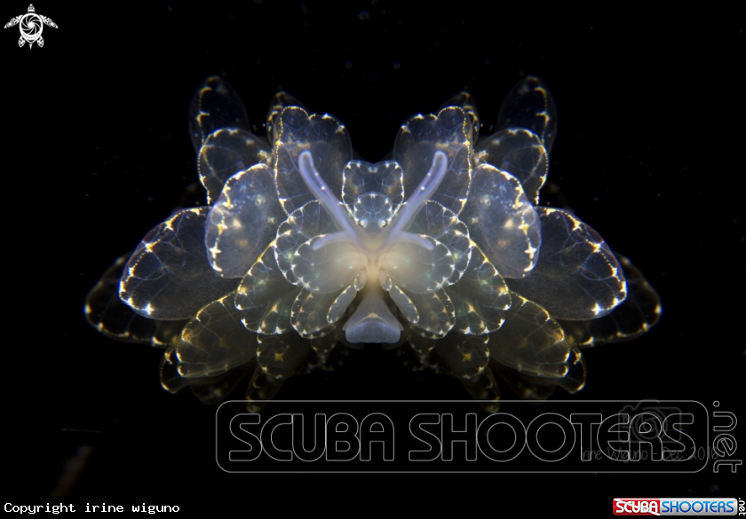 A cyrce elegans