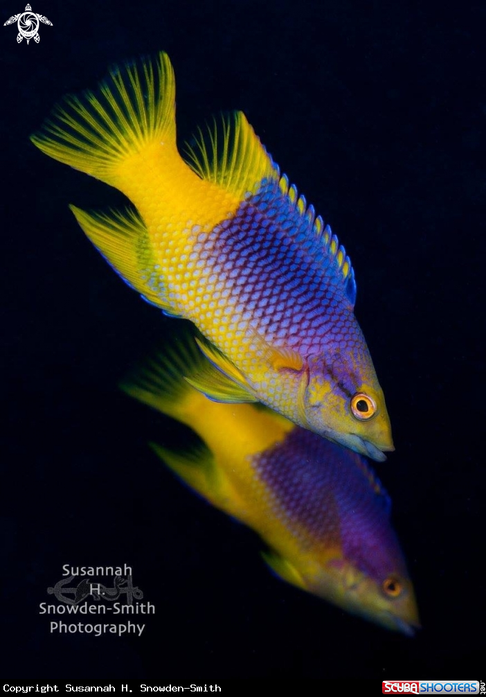 A Spanish Hogfish