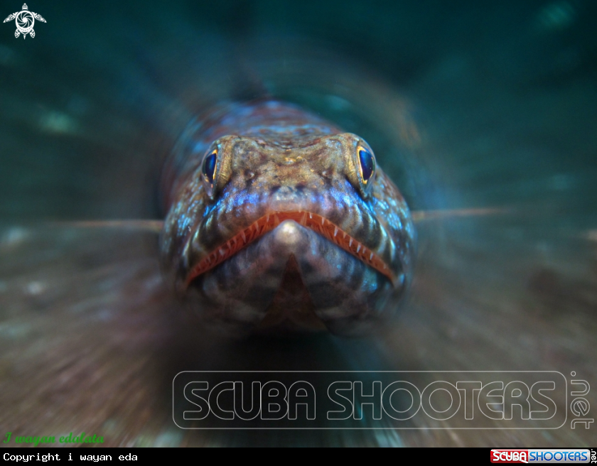 A Lizard fish
