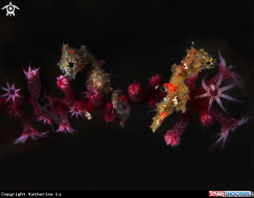 A Satomy Seahorse