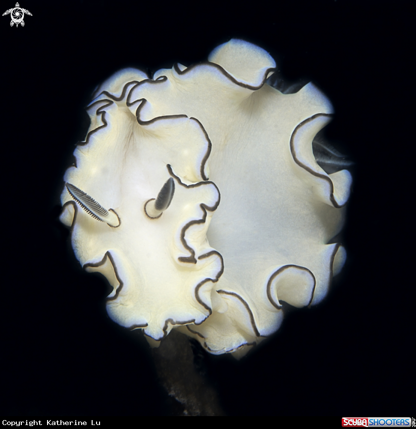 A Nudibranch
