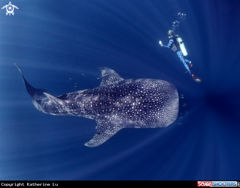 A Whaleshark
