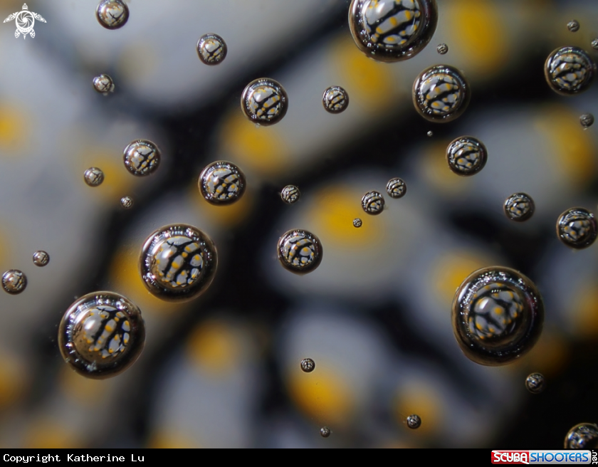 A Bubbles