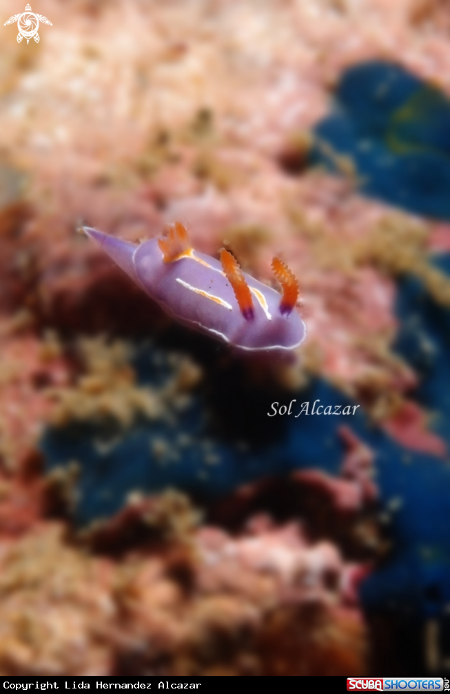 A underwater creature