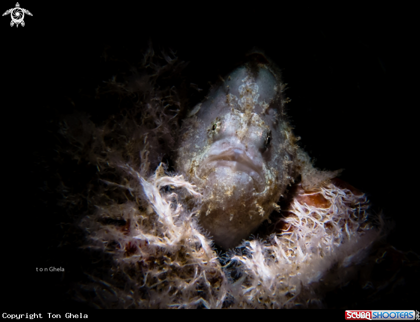 A Juvinile  Frogfish