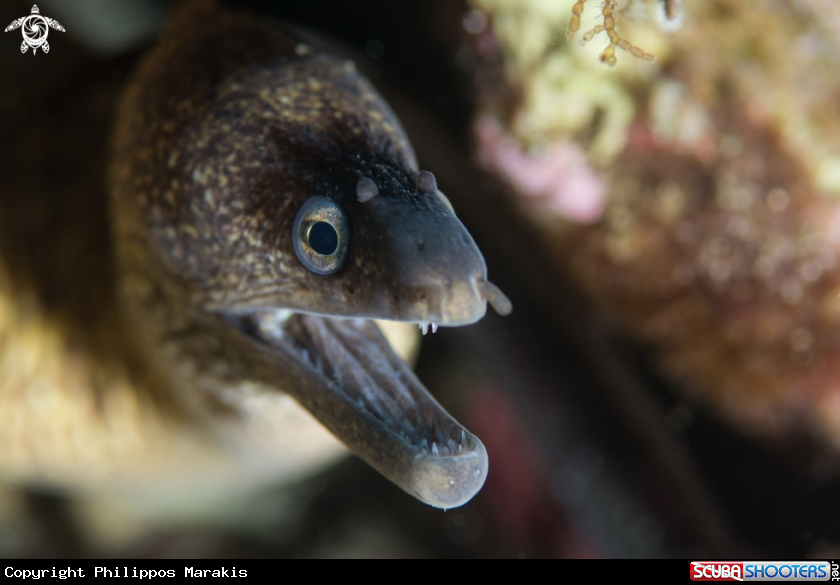 A Moray eel