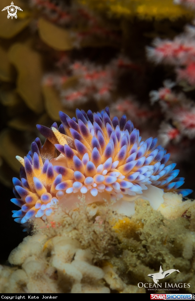 A Gasflame nudibranch
