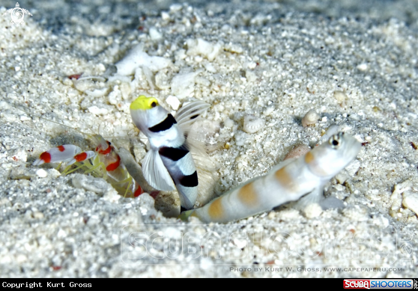 A Yellow-snout Shrimp Gobi