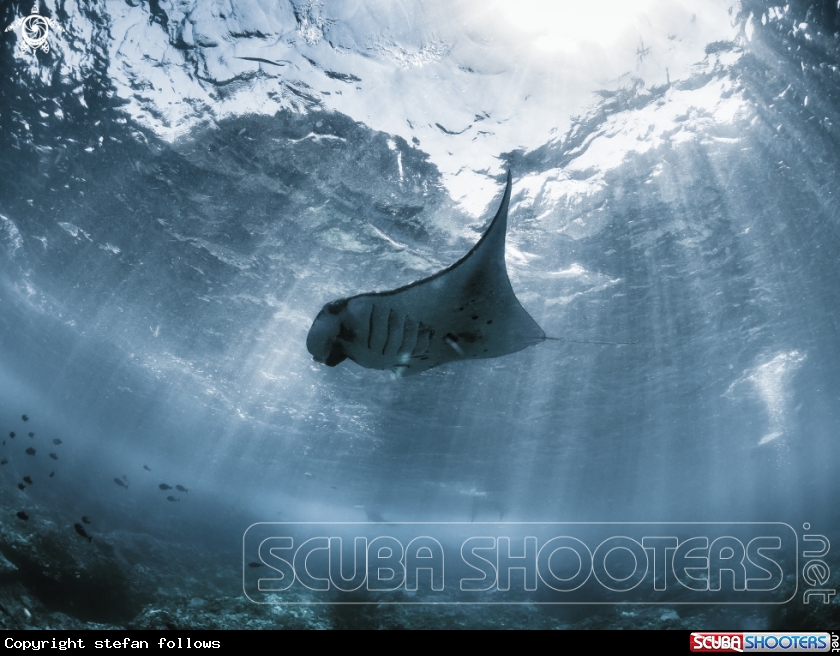 A Manta Ray