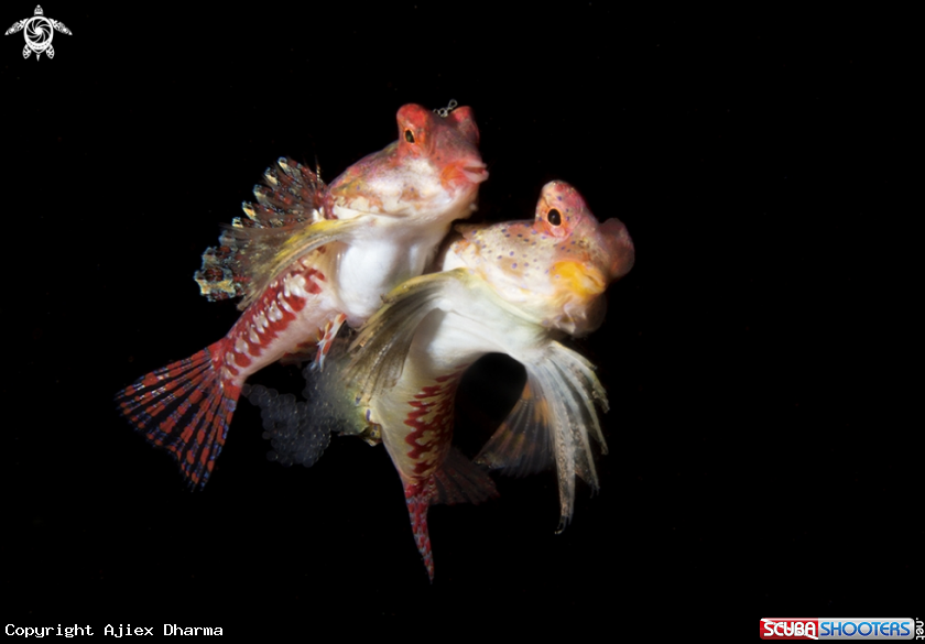 A Dragonet 