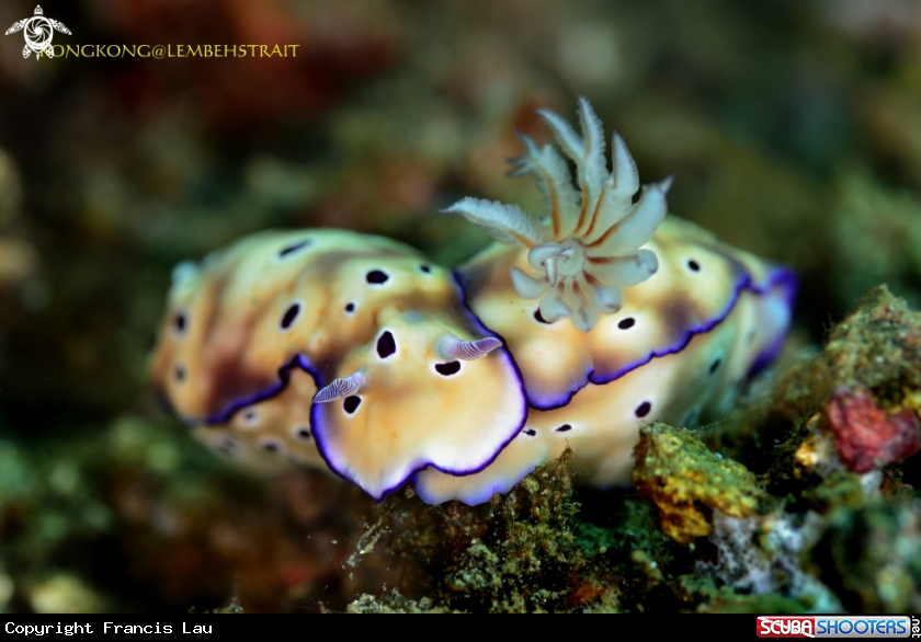 A Nudibranch