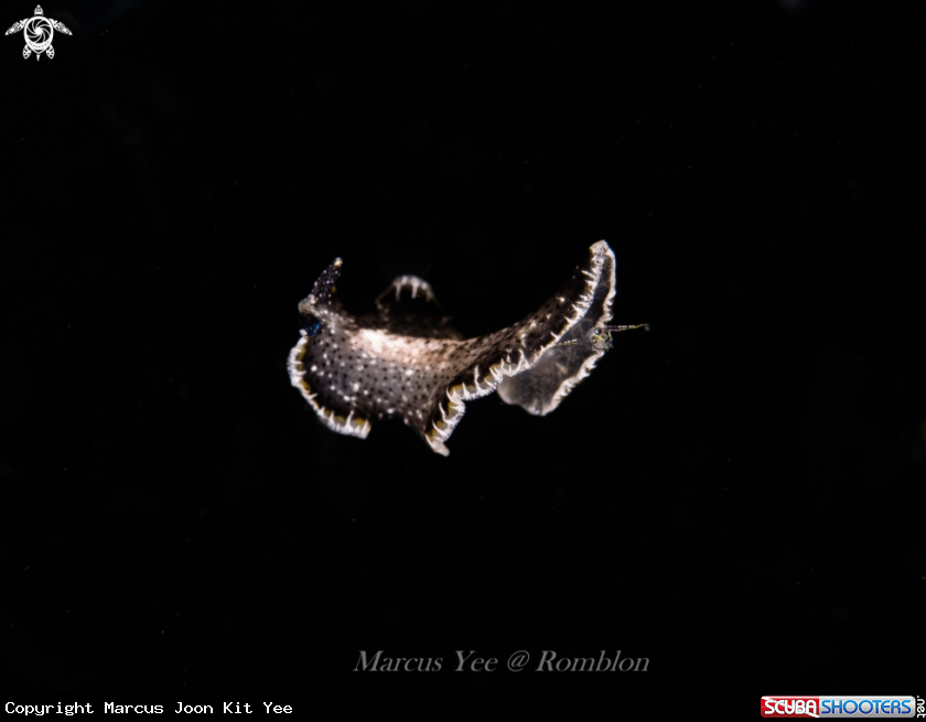A Flatworm