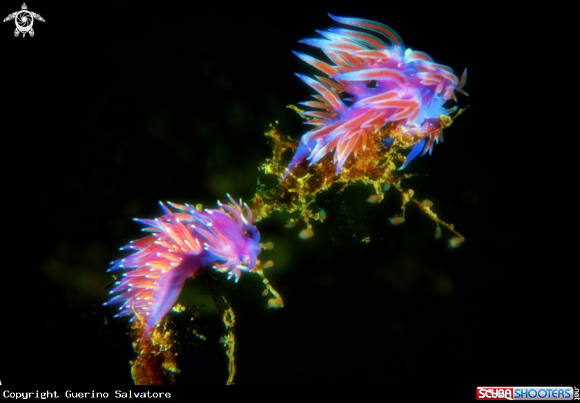 A nudibranch