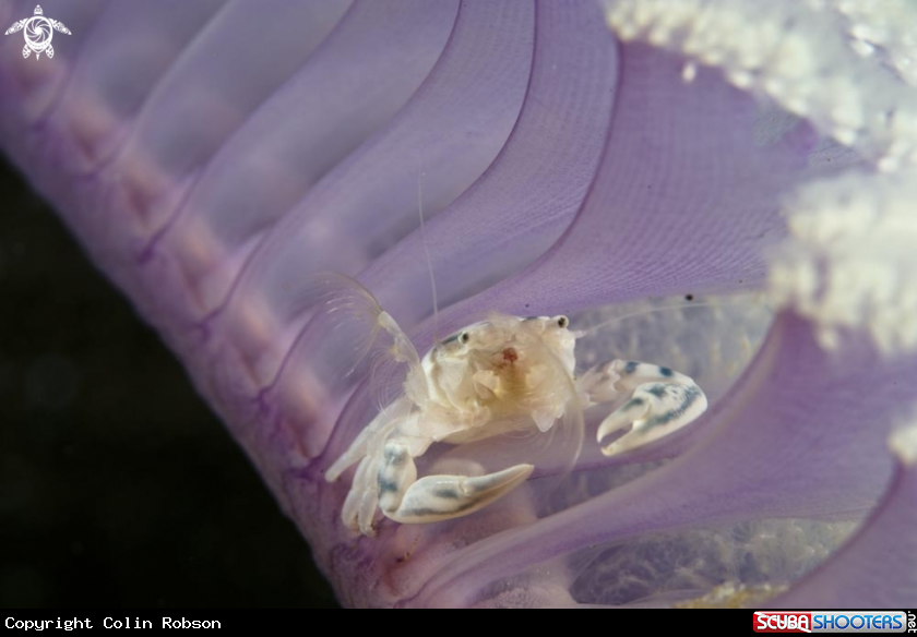 A crab
