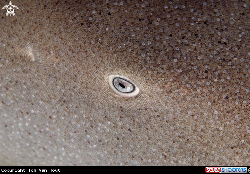 A eye of a nurse shark