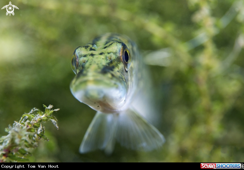 A Pike