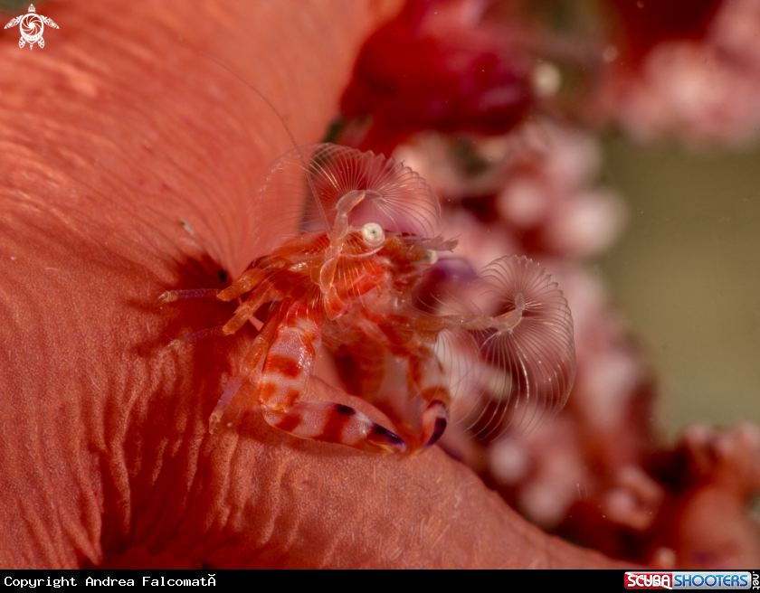 A Crab