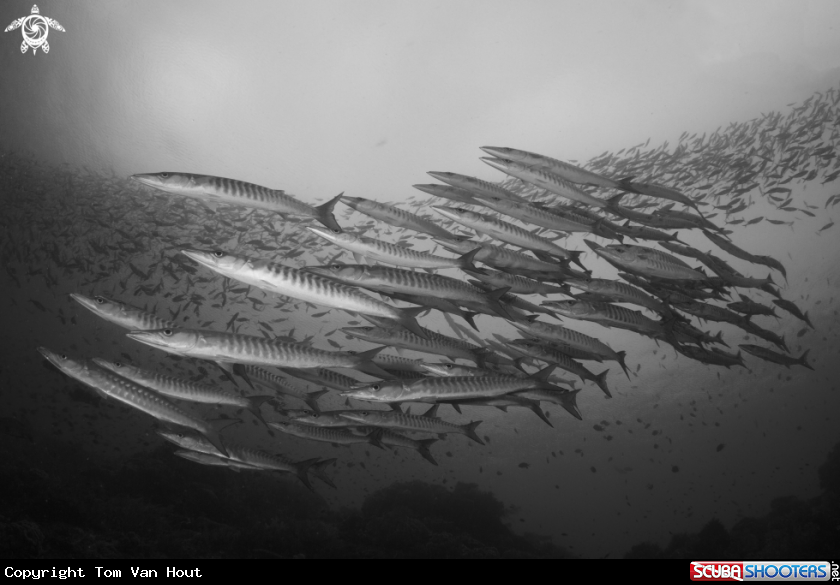 A barracudas