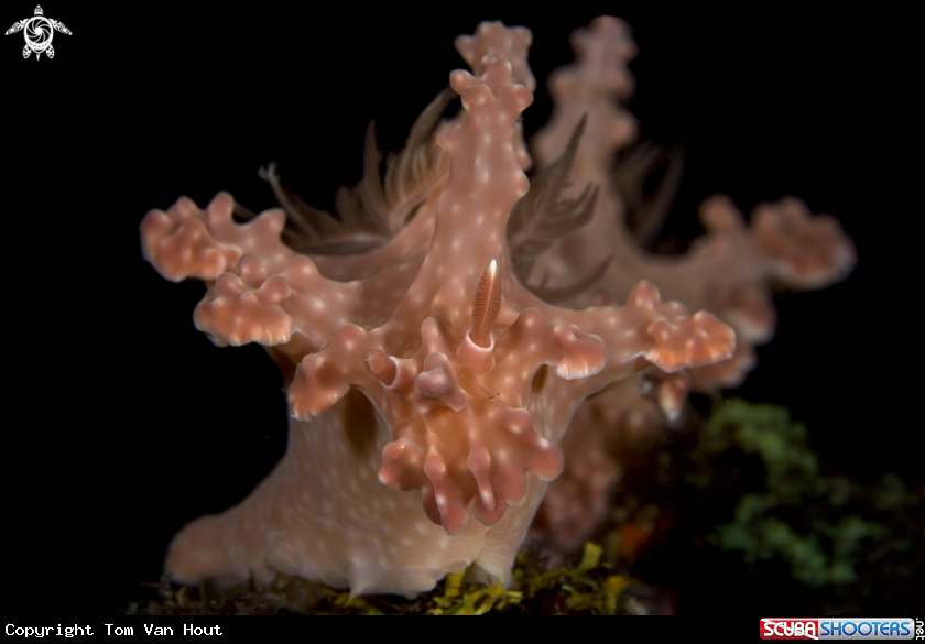 A Ceratosoma alleni