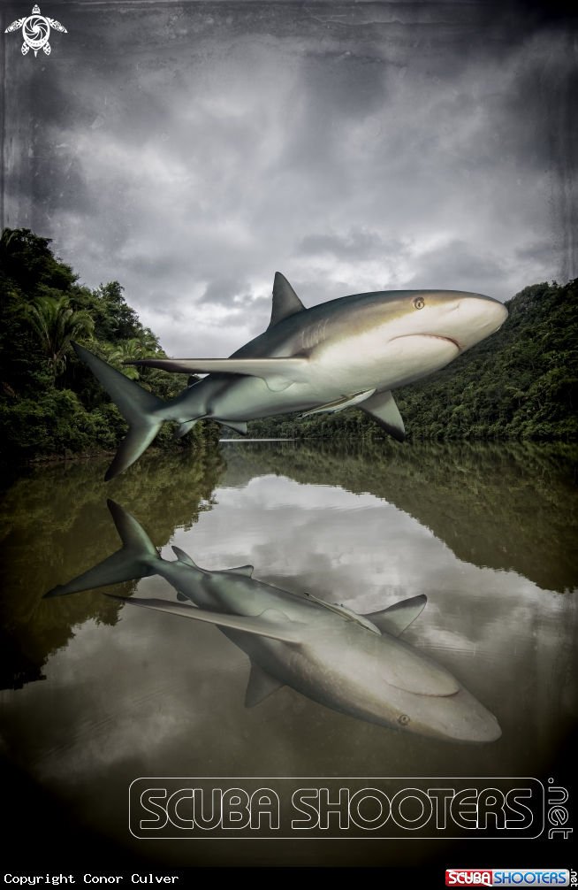 A Caribbean Reef Shark