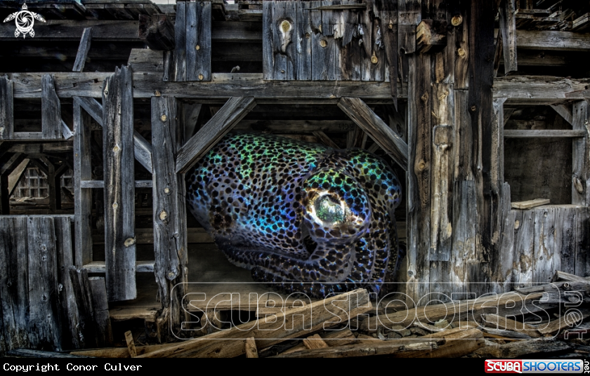 A Bobtail Squid